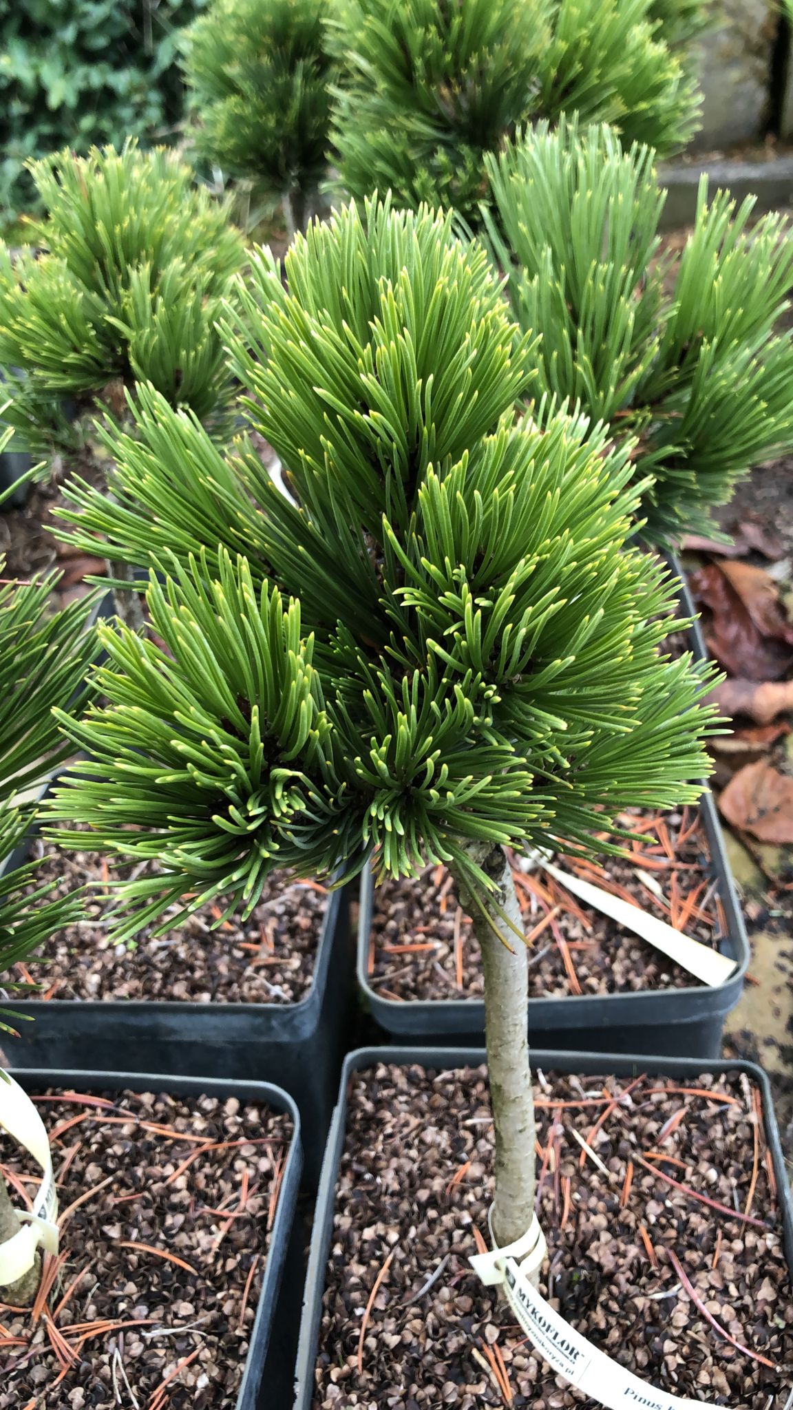 Сосна скрученная Димитра штамб